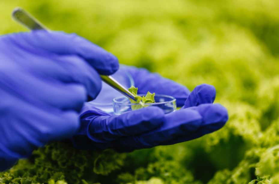 La agricultura celular y la carne cultivada genéticamente, el futuro de una alimentación más saludable