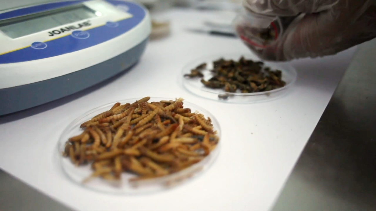 Objetivo 2030: Nuevos ingredientes y proteínas alternativas para la revolución ‘foodtech’